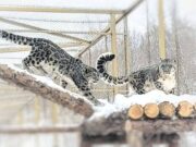 В научном центре на Алтае поселились первые барсы В научном центре на Алтае поселились первые барсы