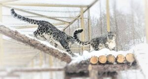 В научном центре на Алтае поселились первые барсы