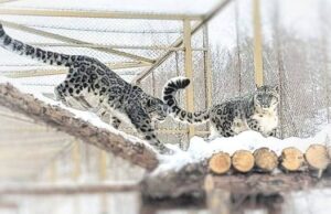 В научном центре на Алтае поселились первые барсы В научном центре на Алтае поселились первые барсы