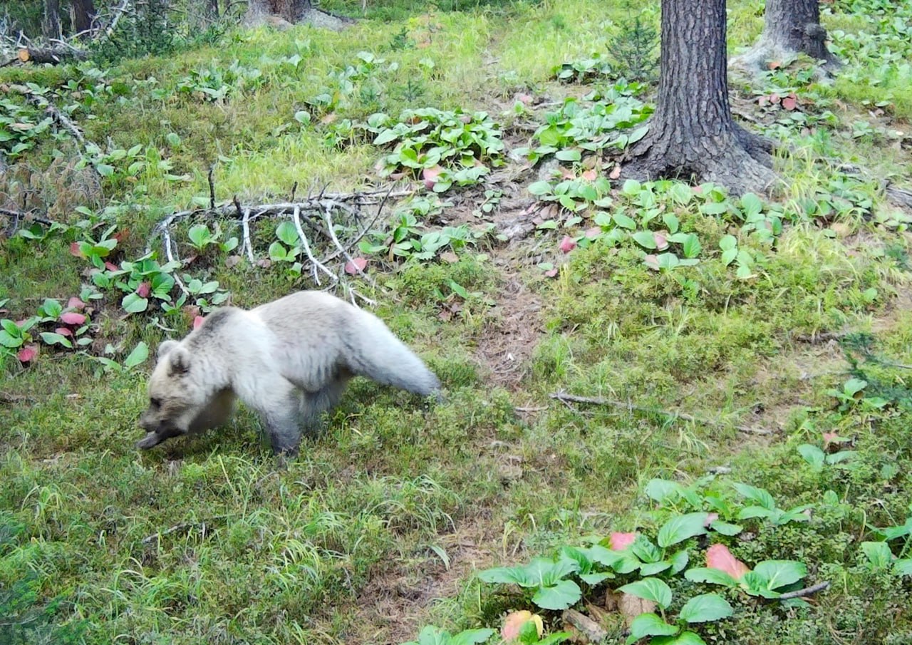 Фотоловушка в Алтайском заповеднике «поймала» необычного медвежонка