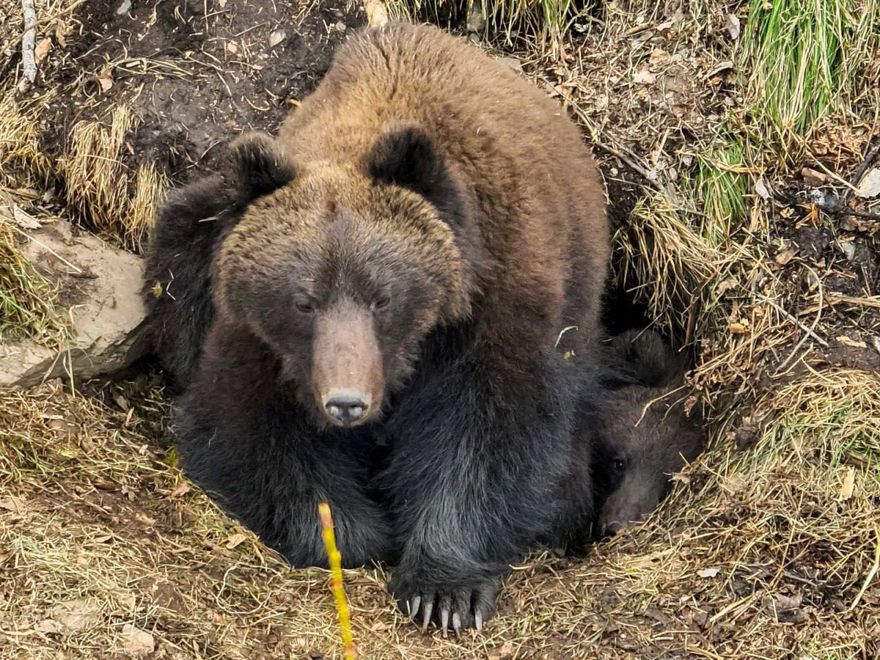 В Алтайском заповеднике проснулись медведи