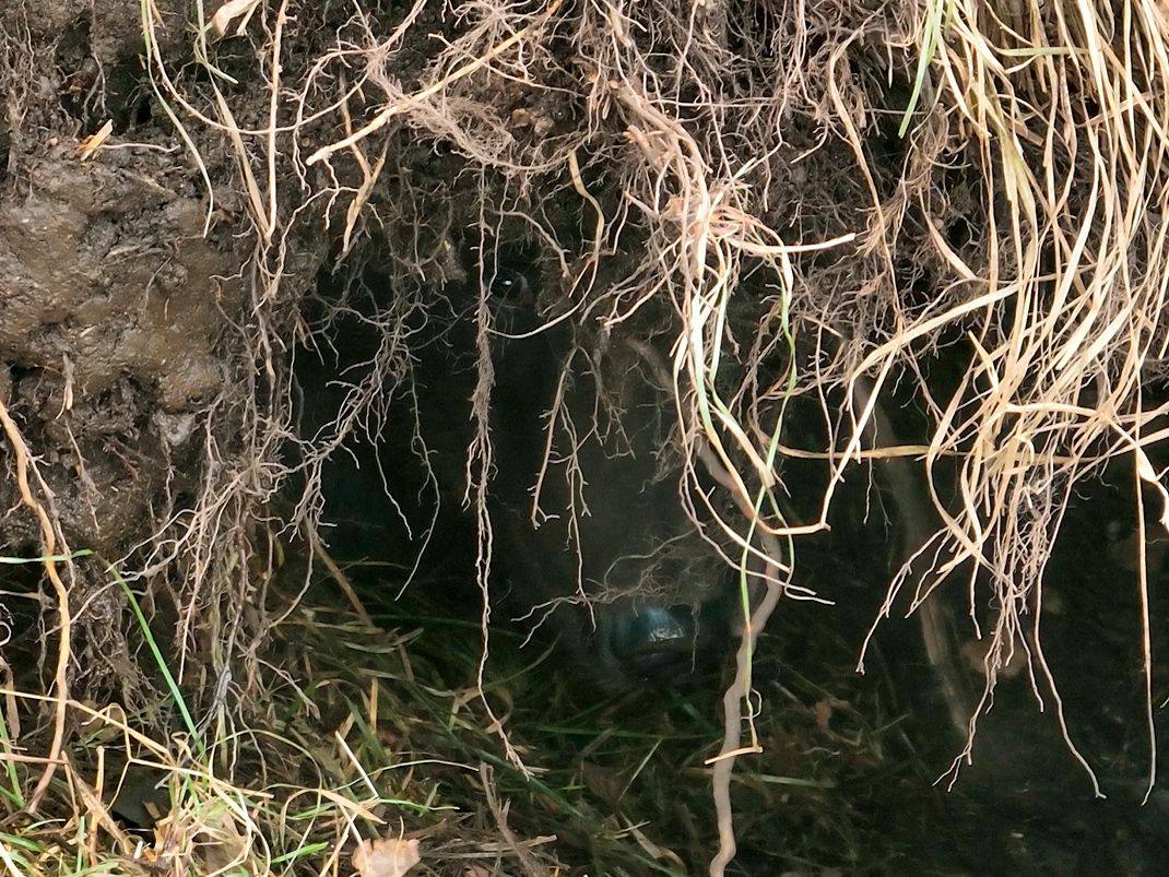 В Алтайском заповеднике проснулись медведи