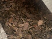 Пограничники изъяли у злоумышленников 4 тонны «золотого корня» На Алтае незаконно собрали 4 тонны «золотого корня»