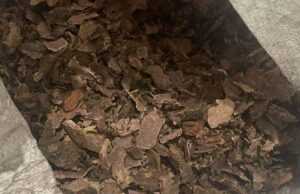 На Алтае незаконно собрали 4 тонны «золотого корня»