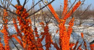 Облепиховые сады заложат в Кош-Агачском районе