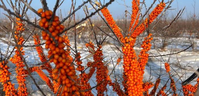 Облепиховые сады заложат в Кош-Агачском районе