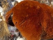 Скотоводу возместили ущерб за убитую снежным барсом лошадь Скотоводу возместили ущерб за убитую ирбисом лошадь