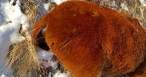Скотоводу возместили ущерб за убитую ирбисом лошадь