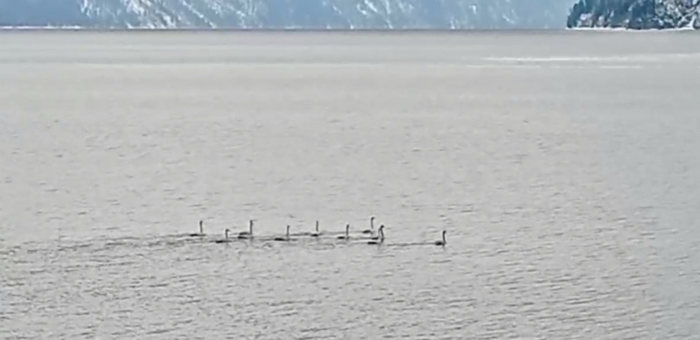 У берега Яйлю заметили стайку зимующих лебедей