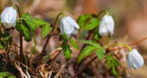 Первоцветы в Алтайском заповеднике