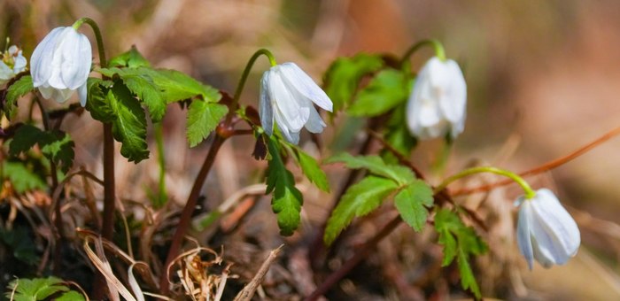 Первоцветы в Алтайском заповеднике