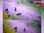 В Горно-Алтайске мужчина с тремя десятками собак «кошмарит» соседей В Горно-Алтайске мужчина с тремя десятками собак «кошмарит» соседей