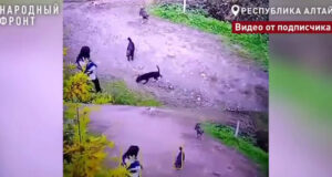 В Горно-Алтайске мужчина с тремя десятками собак «кошмарит» соседей