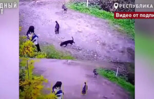 В Горно-Алтайске мужчина с тремя десятками собак «кошмарит» соседей В Горно-Алтайске мужчина с тремя десятками собак «кошмарит» соседей