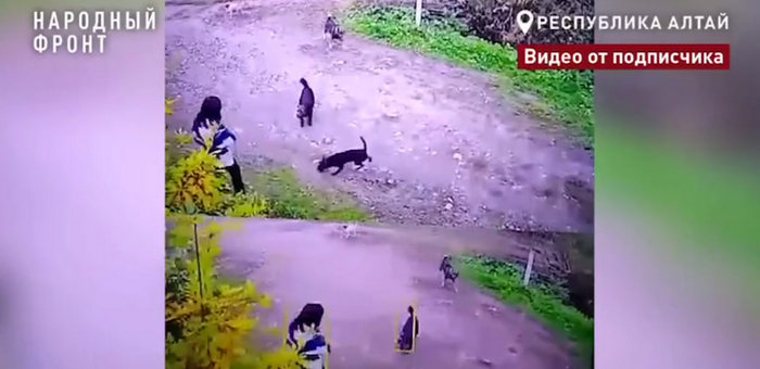 В Горно-Алтайске мужчина с тремя десятками собак «кошмарит» соседей