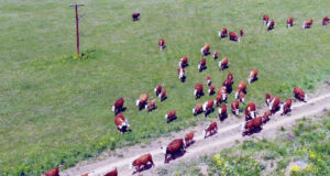 Депутаты намерены активизировать работу племенных хозяйств на Алтае