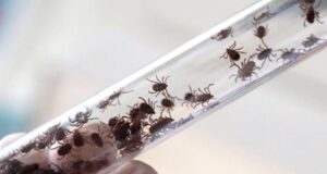 За неделю от укусов клещей пострадали восемь человек