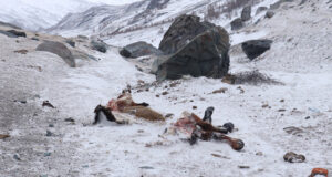 На Алтае участились случаи нападений снежных барсов на скот