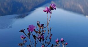 На берегах Телецкого озера зацвел маральник