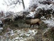На Алтае поймали очередного браконьера