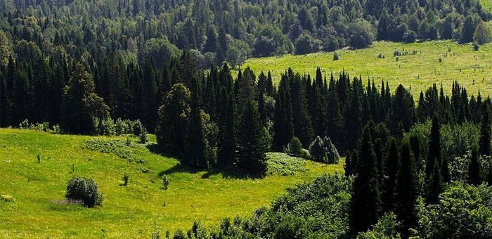 Как будут наводить порядок в лесной отрасли Горного Алтая
