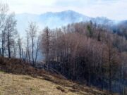 В лесах Республики Алтай завершен пожароопасный сезон В лесах Республики Алтай завершен пожароопасный сезон