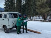 На Алтае существенно снизилось количество незаконных рубок На Алтае существенно снизилось количество незаконных рубок