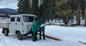 На Алтае существенно снизилось количество незаконных рубок На Алтае существенно снизилось количество незаконных рубок