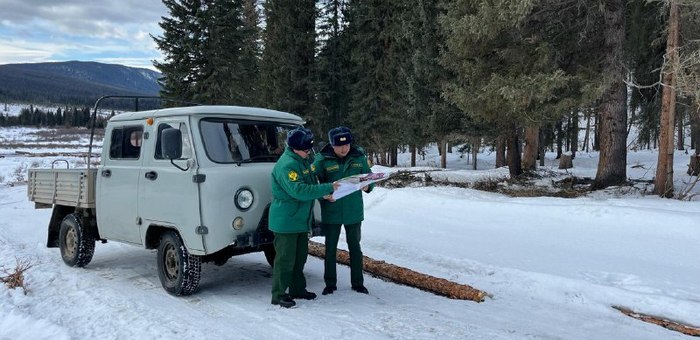 На Алтае существенно снизилось количество незаконных рубок