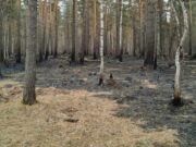 Лесной пожар произошел в Чемальском районе