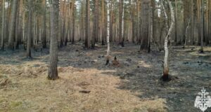 Лесной пожар произошел в Чемальском районе