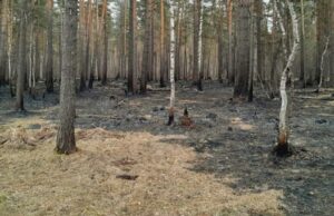Лесной пожар произошел в Чемальском районе Лесной пожар произошел в Чемальском районе