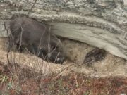 В Алтайском заповеднике впервые сняли на видео новорожденных кабанят В Алтайском заповеднике впервые сняли на видео новорожденных кабанят