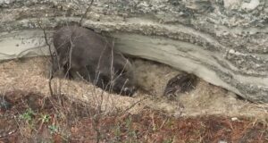 В Алтайском заповеднике впервые сняли на видео новорожденных кабанят