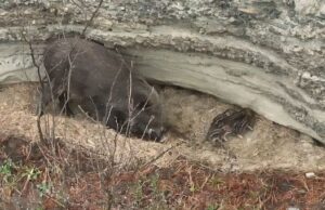 В Алтайском заповеднике впервые сняли на видео новорожденных кабанят В Алтайском заповеднике впервые сняли на видео новорожденных кабанят