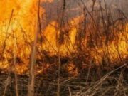 Штормовое предупреждение из-за высокой пожароопасности объявлено в регионе Штормовое предупреждение из-за высокой пожароопасности объявлено в регионе