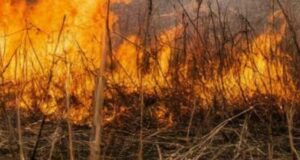 Штормовое предупреждение из-за высокой пожароопасности объявлено в регионе Штормовое предупреждение из-за высокой пожароопасности объявлено в регионе