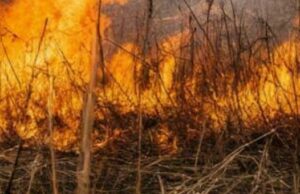 Штормовое предупреждение из-за высокой пожароопасности объявлено в регионе