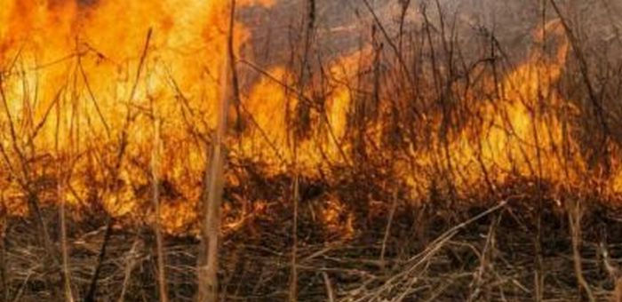 Штормовое предупреждение из-за высокой пожароопасности объявлено в регионе