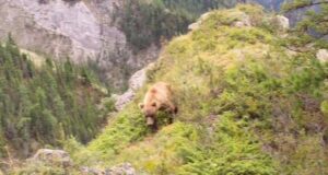 На Алтае медведь украл добычу у снежного барса
