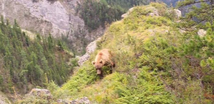 Медведь украл добычу у снежного барса