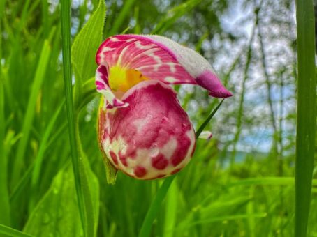 В прителецкой тайге зацвели дикие орхидеи