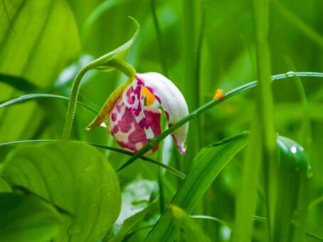 В прителецкой тайге зацвели дикие орхидеи