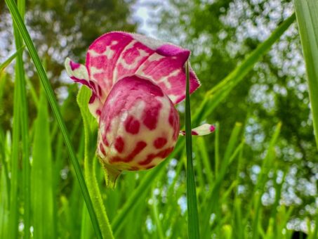 В прителецкой тайге зацвели дикие орхидеи