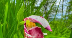 В прителецкой тайге зацвели дикие орхидеи