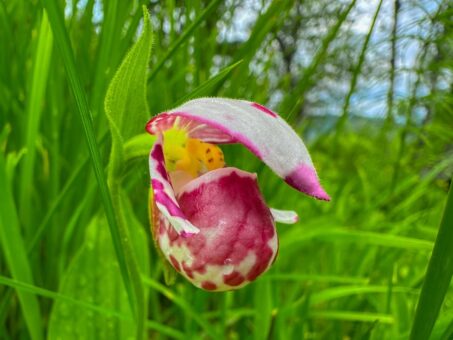 В прителецкой тайге зацвели дикие орхидеи