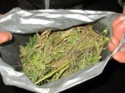 На Алтае рецидивист подозревается в перевозке почти 1,5 кг марихуаны На Алтае рецидивист подозревается в перевозке почти 1,5 кг марихуаны