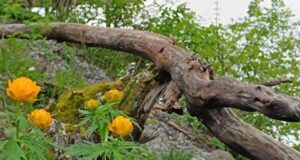 В Алтайском заповеднике зацвели огоньки