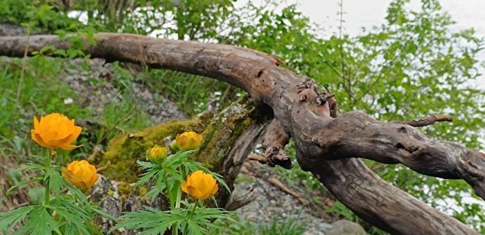 В Алтайском заповеднике зацвели огоньки