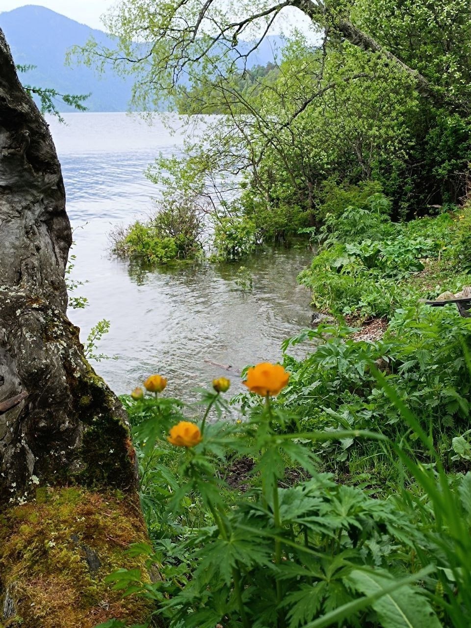 В Алтайском заповеднике зацвели огоньки 